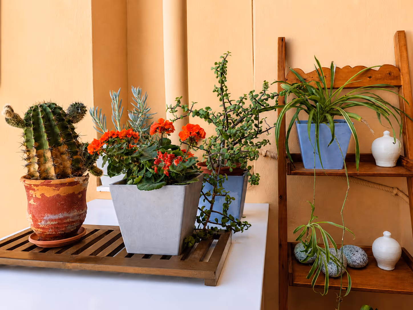 Various potted plants including cactus, flowering geraniums, and a spider plant on wooden shelf and tray.